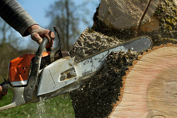 Large Tree Removal in Frankfort, KY